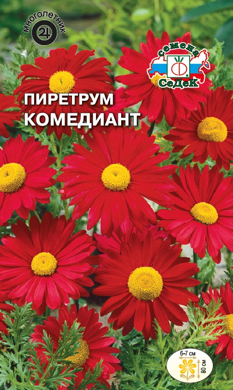 Семена цветов - Пиретрум Комедиант  0,1 г - 2 пакета