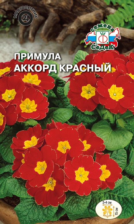 Семена цветов - Примула Аккорд Красный 5 шт - 2 пакета