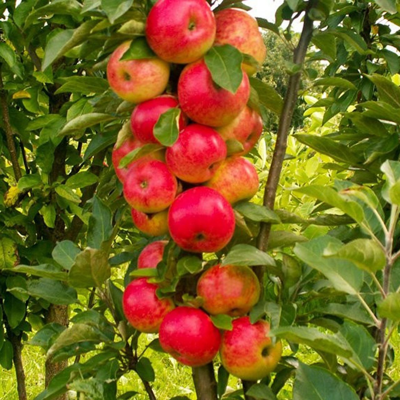 Колоновидная яблоня Арбат: описание сорта и характеристика, выращивание и уход