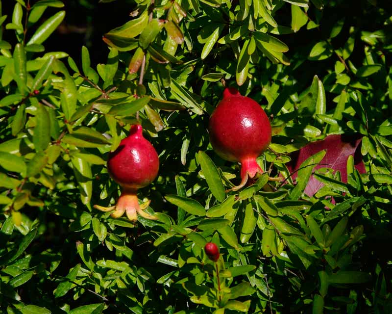 Саженец - Гранат карликовый (комнатное растение)