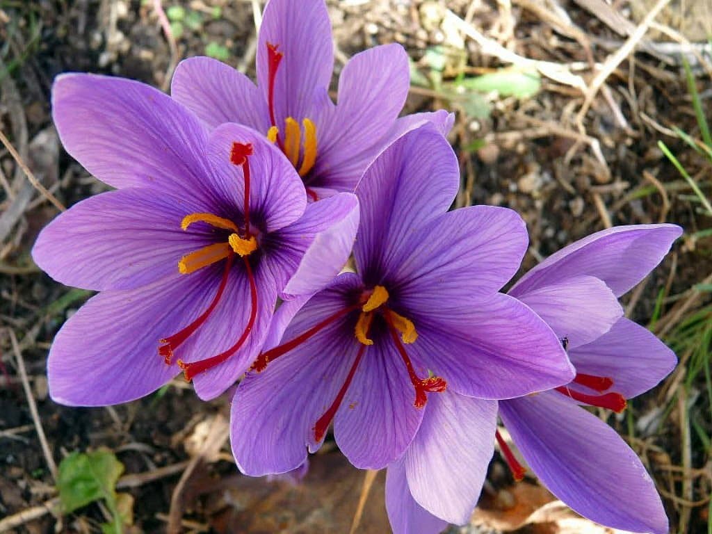 Шафран посевной. Рокус (Шафран) посевной (Crocus sativus). Крокус Шафран посевной. Крокус осеннецветущий Шафран посевной. Crocus sativus (Крокус сативус ) Шафран посевной.