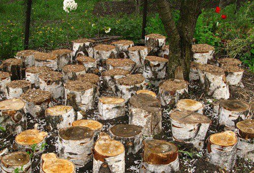 Как выращивать грибы вешенки в домашних условиях в подвале?