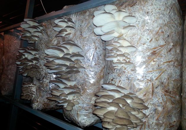 Как выращивать грибы вешенка в домашних условиях в подвале?